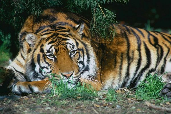 lying,trees,rest,tiger,branches