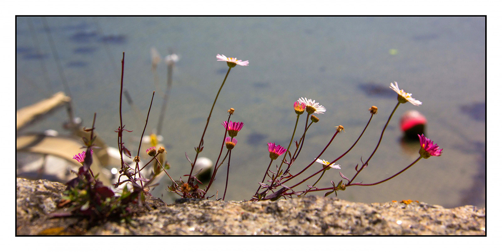 květiny, divoký, barva, makro, Příroda, detailní, seawall, guernsey, canon60d