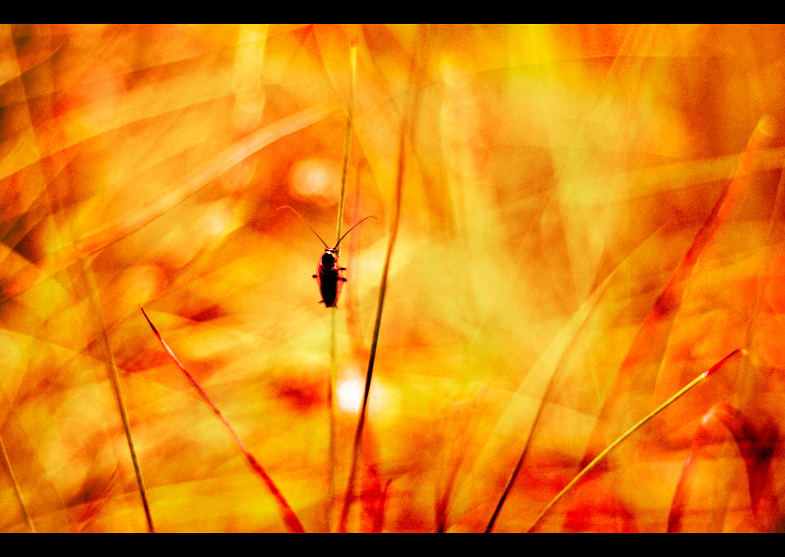 slunečnímu záření, les, tráva, nebe, větev, hmyz, žlutý, ráno, oheň, oranžový, bokeh, štěnice, Oslo, 50mm, list, hmyz, dof, Skog, plamen, norge, počítač tapeta, makro fotografie, Gress