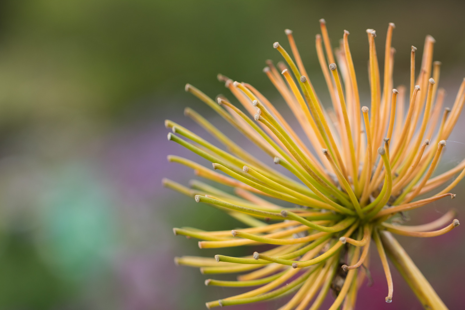 have, natur, parkere, fotografering, afdeling, grøn, gul, pollen, blomst, træ, efterår, blad, blomst, plante, flora, blomma, h st, exif model canoneos760d, geocountry, kamera gør kanon, geocity, kameramodel canoneos760d, geostate, geolocation, exif gøre kanon, exif isospeed 100, exif focallength 100mm, exif linse ef100mmf28lmacroisusm, Alnarp, exif åbning 35, kronblad, wildflower, botanik, jord plante, blomstrende plante, vedplante, tæt på, makrofotografering, torne pigge og torne, stængelplante