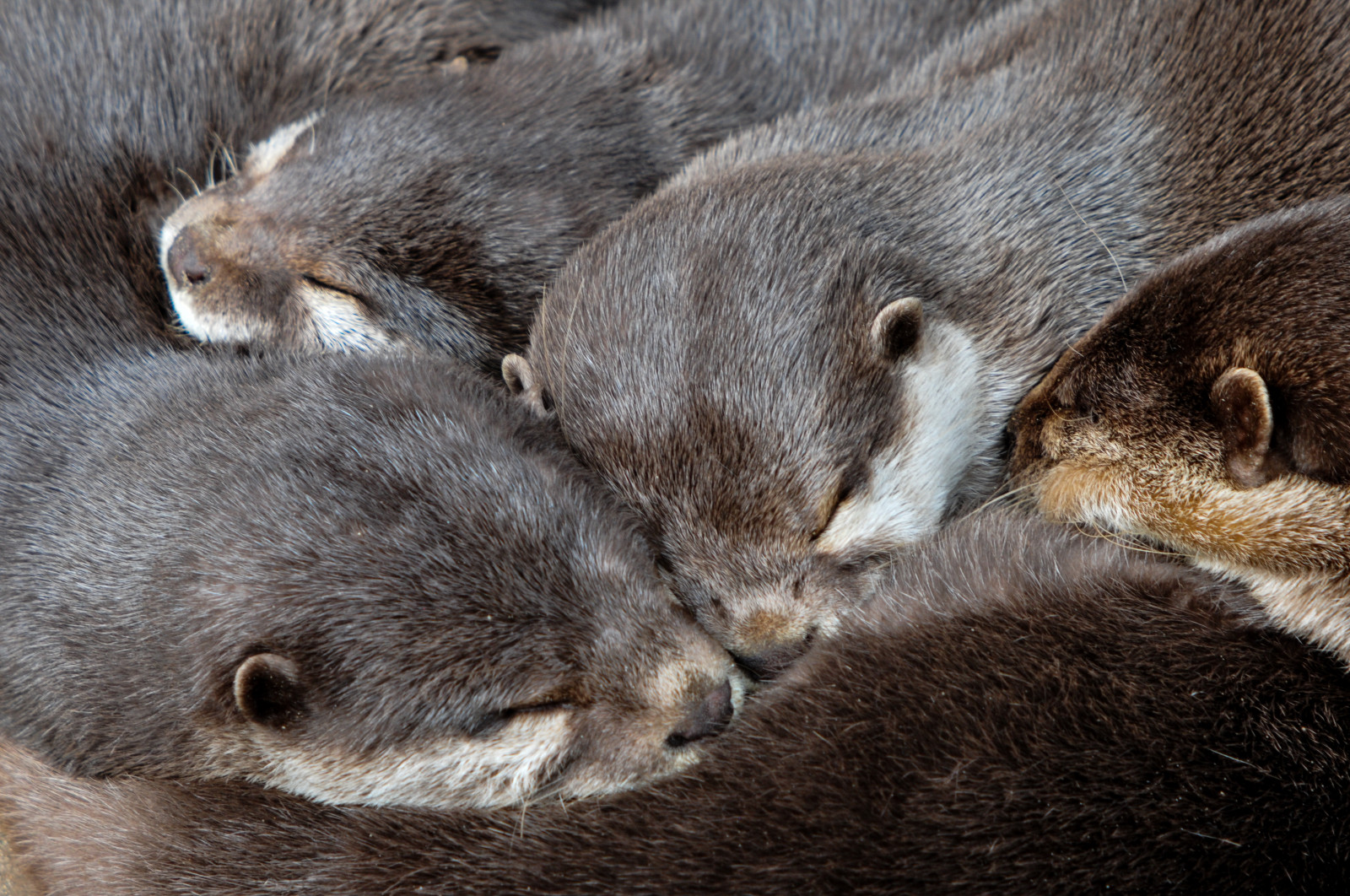mammifero, fauna, lontra, pelliccia, natura, Mustelidae, terrestrial animal, grugno, barba, organismo, visone, carnivoran