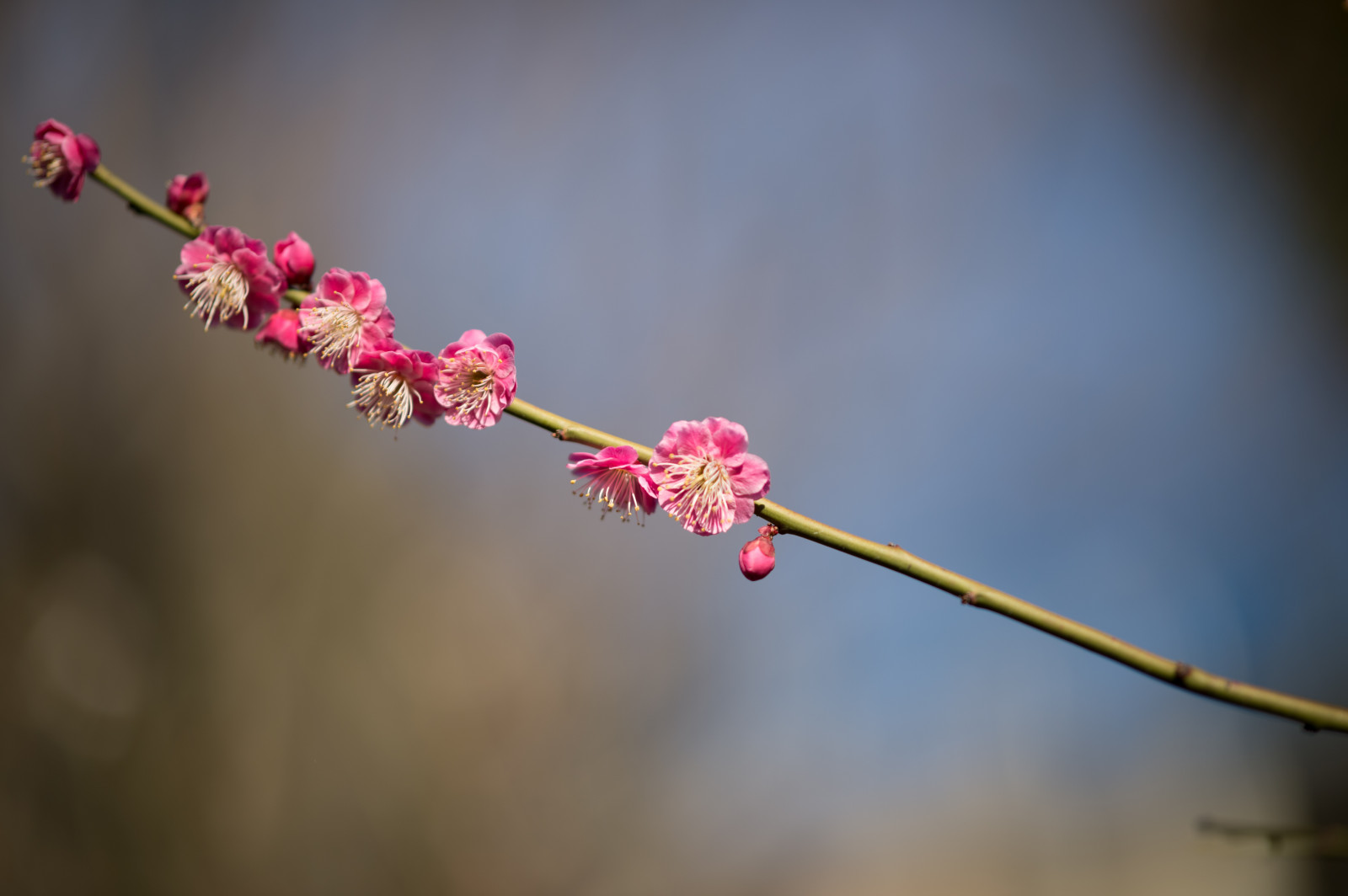 Japonsko, Příroda, Červené, fotografování, větev, Nikon, květ, jaro, Tokio, jp, NIKKOR, list, květ, rostlina, UME, flóra, pupen, okvětní lístek, afs105mmf14eed, afsnikkor105mmf14eed, df, ikegamibaien, Ikegami, japaneseapricot, větvička, vyrobit, botanika, zblízka, makro fotografie, závod stonek