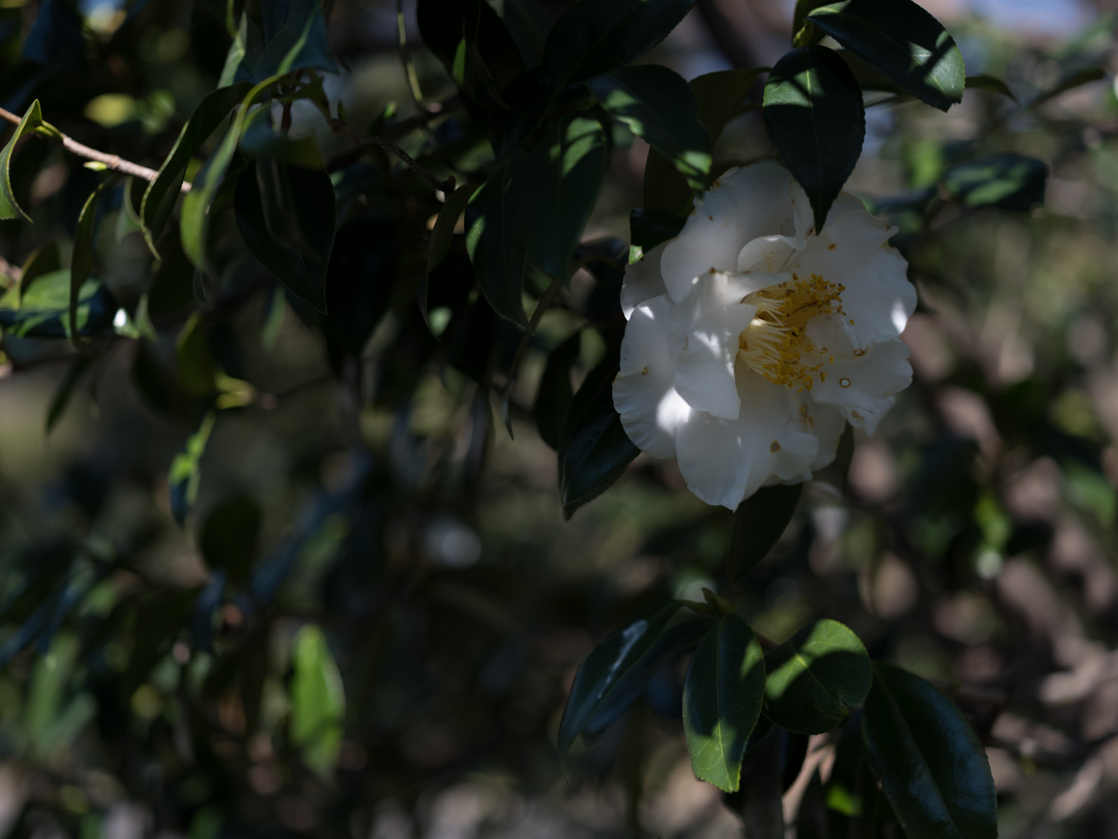 Japonsko, slunečnímu záření, Příroda, park, větev, zelená, květ, Tokio, Fujifilm, jp, strom, podzim, list, květ, rostlina, flóra, fuji, Fujinon, gf, gf63mm, gf63mmf28rwr, gfx, gfx50s, shinjukgyoen, Shinjuku, divoká rostlina, vyrobit, botanika, suchozemská rostlina, kvetoucí rostlina, keř, makro fotografie