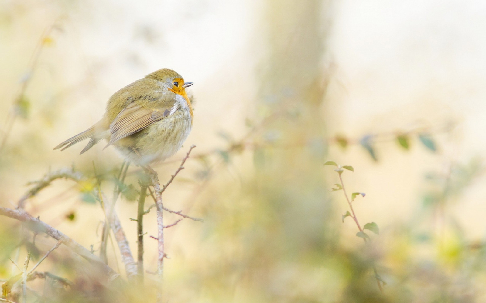 uccelli, animali, natura, ramo, giallo, natura, becco, passero, fiore, uccello, fringuello, fauna, appollaiati uccelli, vertebrato, avvicinamento, pettirosso, vecchio mondo pigliamosche
