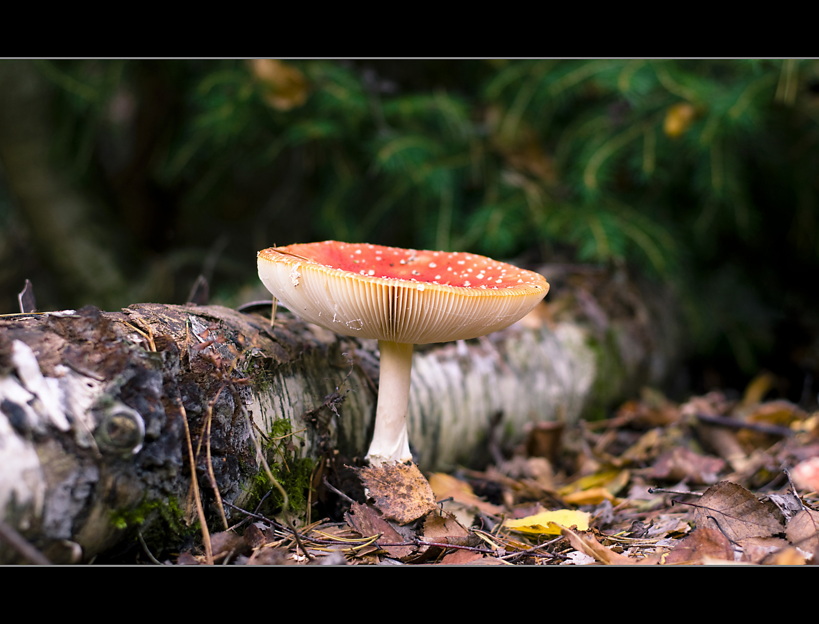 podzim, stromy, světlo, stín, hnědý, Černá, strom, zelená, podzim, Příroda, temný, krajina, houby, světla, licht, Létat, Nikon, odpoledne, fotografie, dof, autum, žít, Herbst, gelb, životní prostředí, bříza, Grun, braun, Pilze, holz, Landschaft, Baume, Schatten, baum, schwarz, rinde, Moos, agaric, Pilz, Fliegenpilz, Birke, flyagaric, erde, unterholz, Nachmittag, H lzern, d90, photografer, mygearandme, mygearandmepremium, mygearandmebronze, mygearandmesilver, ruby5, flickrsfinestimages1, flickrsfinestimages2