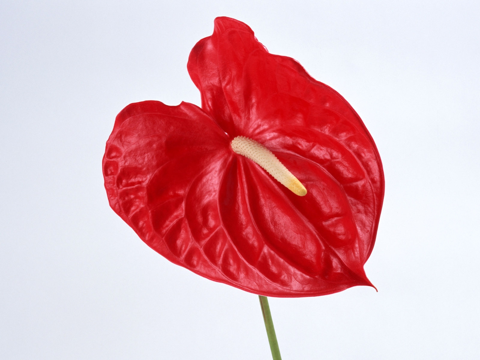 corazón, rojo, rosado, hoja, flor, planta, pétalo, estambre, Anturio, Planta de tierra, planta floreciendo, cuerpo humano, Organo