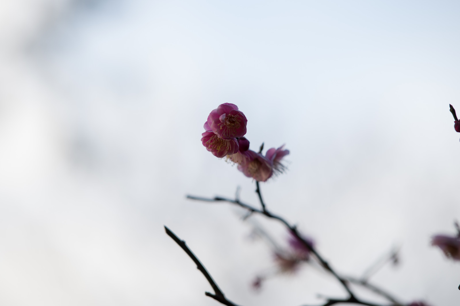 Japonsko, Příroda, Červené, sníh, zima, fotografování, větev, Nikon, květ, růžový, jaro, Tokio, jp, barva, NIKKOR, list, květ, počasí, rostlina, sezóna, UME, flóra, okvětní lístek, afs105mmf14eed, afsnikkor105mmf14eed, df, ikegamibaien, Ikegami, japaneseapricot, zblízka, makro fotografie