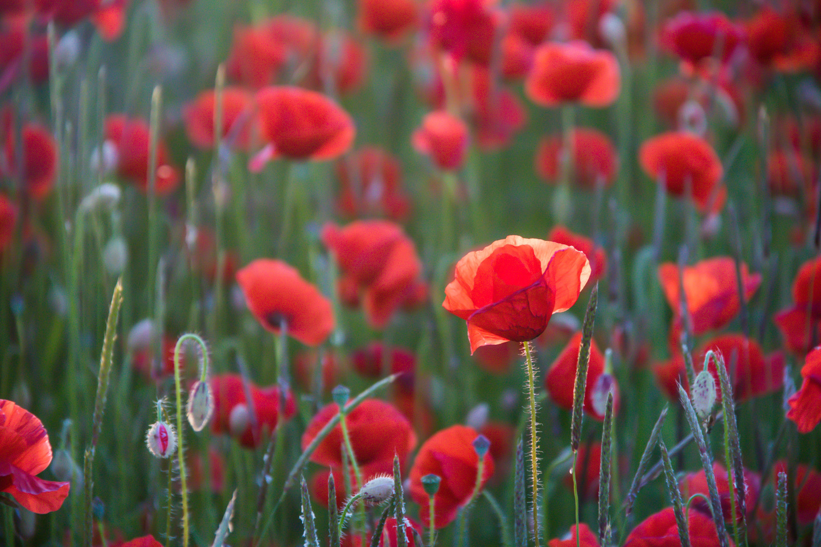 Červené, pole, tyč, květ, rostlina, mák, tulipán, flóra, Blomma, f lt, vallmo, exif modelu canoneos760d, Kamera aby kánon, Model fotoaparátu canoneos760d, geolocation, EXIF čočka efs18200mmf3556is, EXIF otvor 56, exif focallength 200mm, exif aby kánon, exif isospeed 1000, okvětní lístek, skateholm, louka, divoká rostlina, coquelicot, botanika, suchozemská rostlina, kvetoucí rostlina, makro fotografie, závod stonek, mák rodina