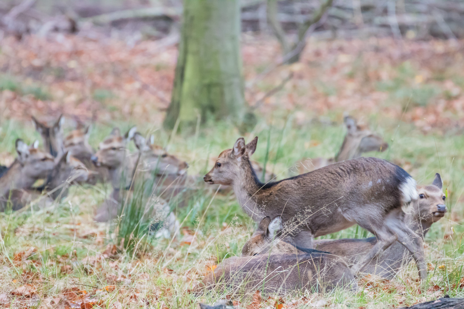 Skov, hjort, parkere, dyreliv, Danmark, efterår, skov, danmark, skog, exif model canoneos760d, geocountry, kamera gør kanon, geocity, kameramodel canoneos760d, geostate, geolocation, exif gøre kanon, exif åbning 63, exif linse ef70300mmf456lisusm, exif isospeed 4000, exif focallength 300mm, Dyrehaven, j Gersborg, j gersborgdyrehave, fauna, pattedyr, hvirveldyr, hvide tailed hjorte
