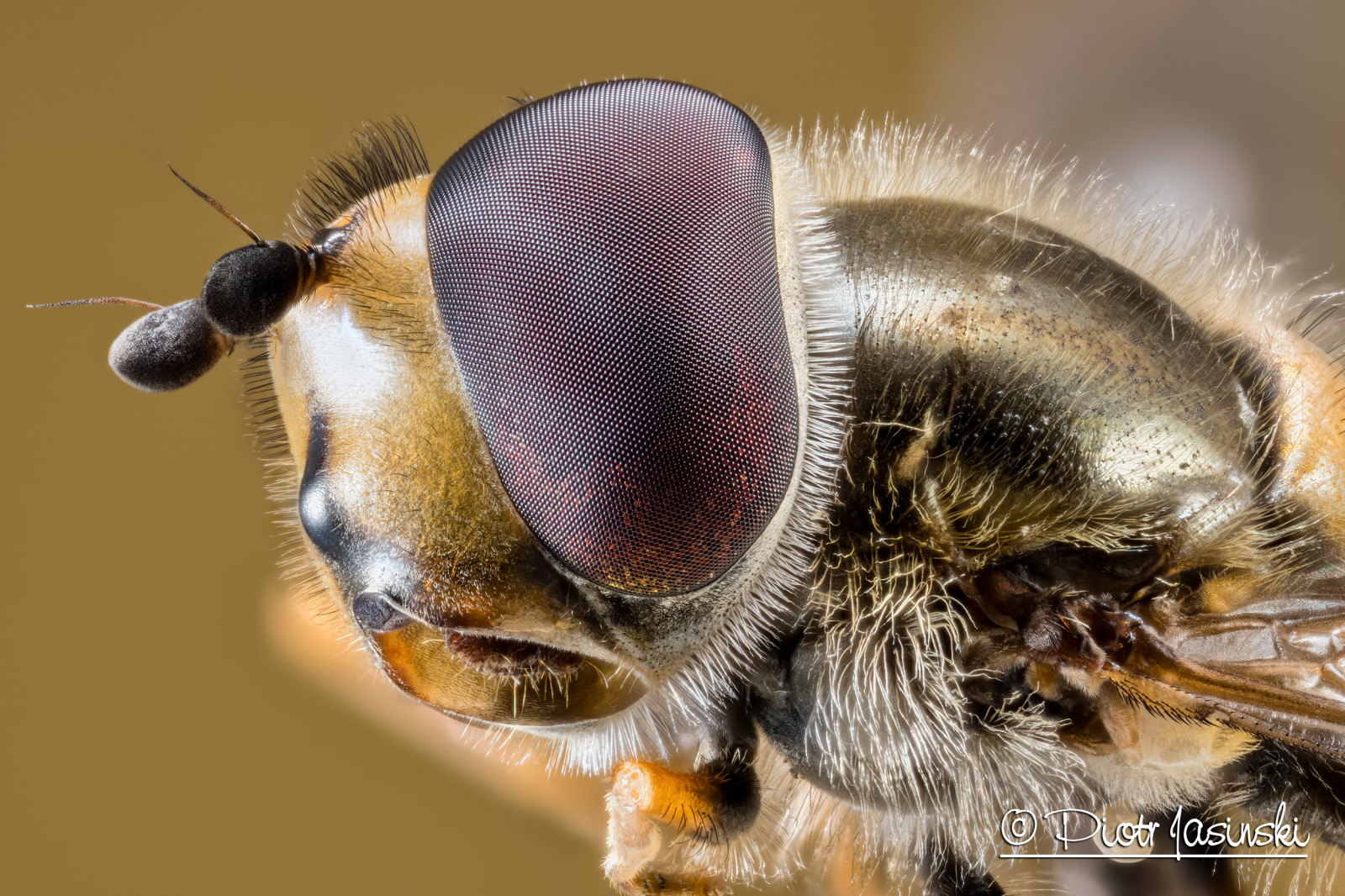 oči, fotografování, detailní, makro, hmyz, žlutý, Fotoaparát, Volně žijících živočichů, Kánon, Sony, štěnice, Létat, Včela, Soustředit se, F28, zvíře, oko, fotografie, Pozadí, digitální, Mirrorless, a6300, alfa, fauna, macrolife, hoverfly, škůdce, zblízka, makro fotografie, bezobratlý, členovců, organismus, zásobník, membrána okřídlený hmyz, včelí med, 65mm, mpe, Zerene, zakladač, ilce6300