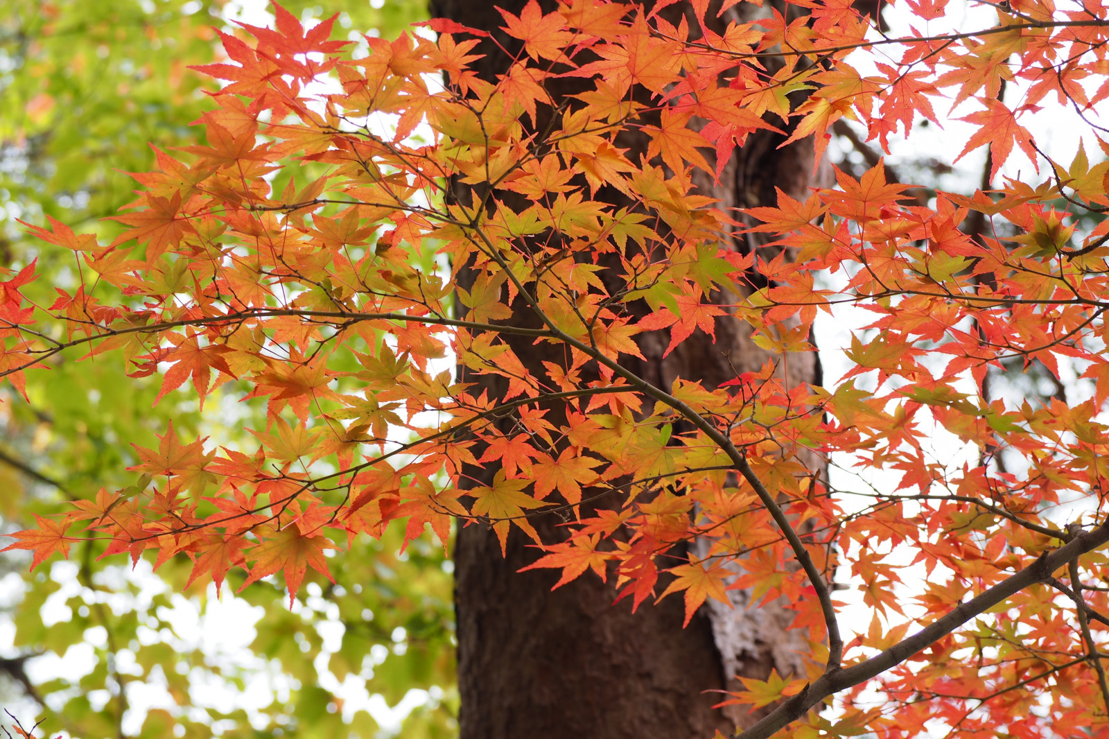 Japonsko, slunečnímu záření, větev, strom, podzim, list, javor, květ, rostlina, sezóna, botanika, suchozemská rostlina, kvetoucí rostlina, dřevina, keř, opadavý, javor, Javorový list