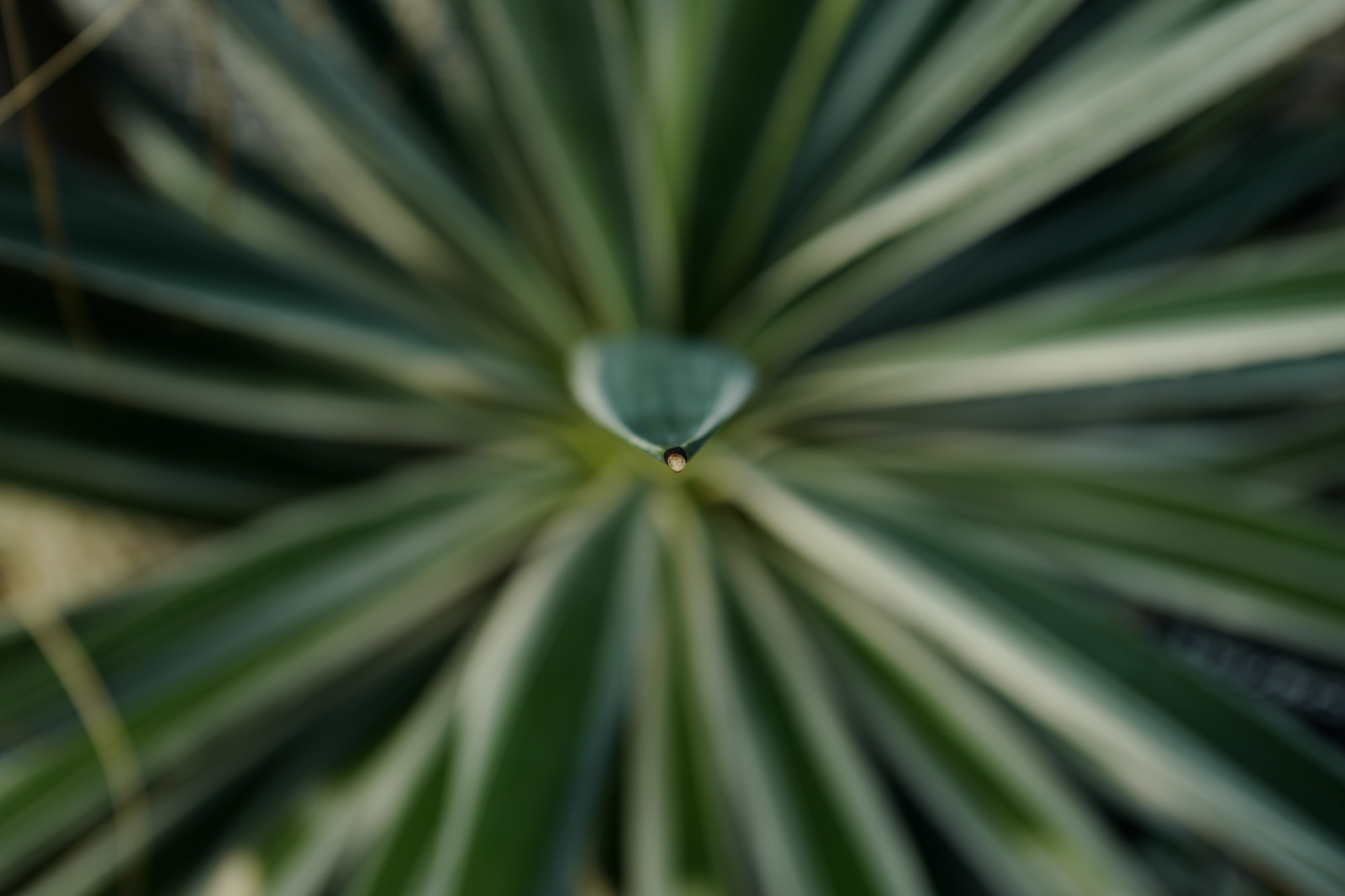 Japonsko, větev, zelená, Leica, Tokio, jp, strom, list, květ, rostlina, flóra, Shinjuku, shinjukugyoen, summilux, leicaq, summilux1728, q, 1728, botanika, suchozemská rostlina, kvetoucí rostlina, dřevina, zblízka, makro fotografie, závod stonek, arecales, palm rodina, agáve