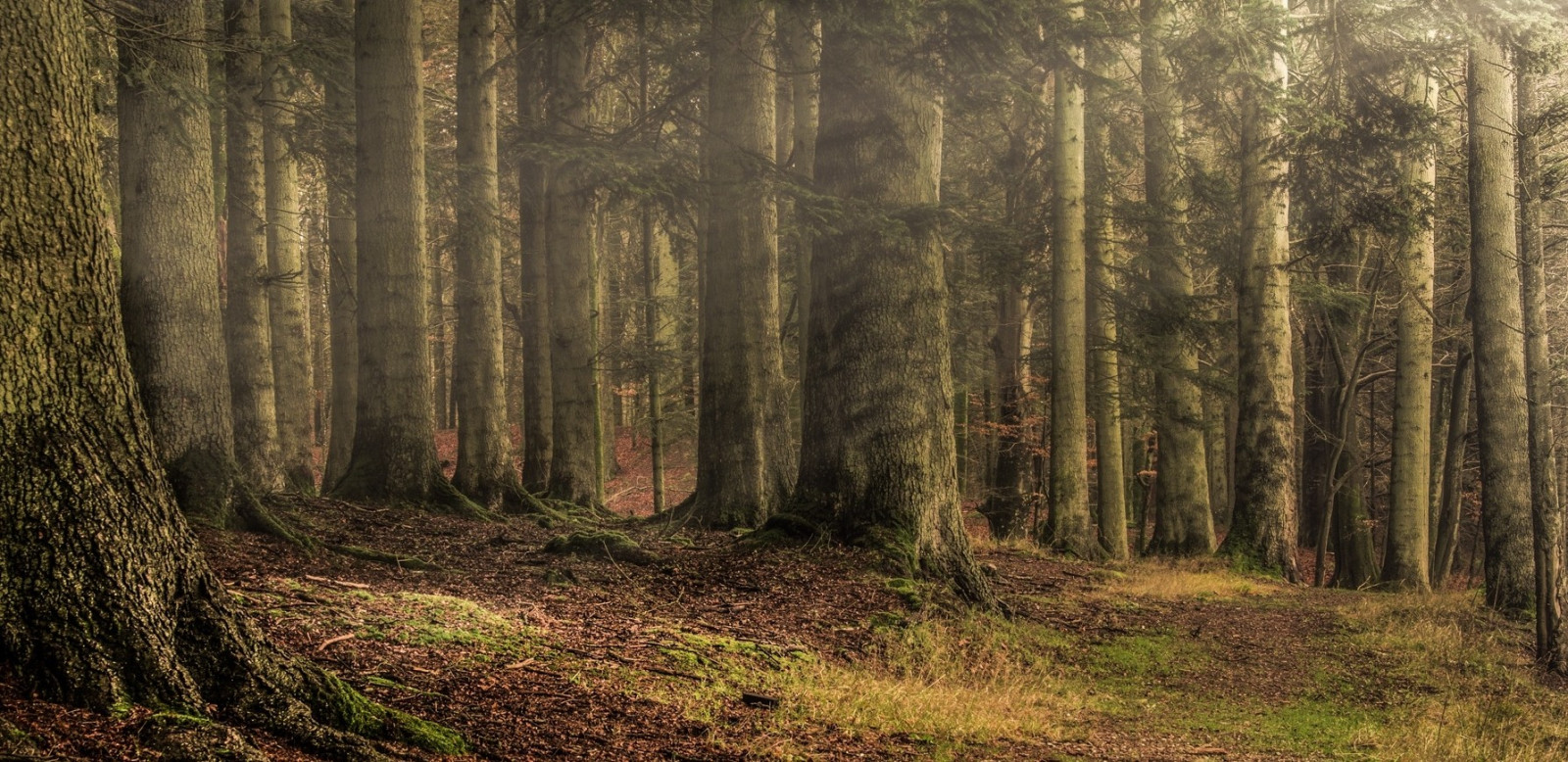 sollys, træer, landskab, Skov, blade, natur, græs, afdeling, solstråler, gran, ødemark, sti, vådområde, træ, efterår, blad, plante, sæson, skov, lund, levested, naturligt miljø, atmosfærisk fænomen, jord plante, vedplante, geografisk funktion, økosystem, tempererede nåleskove, biom, bagagerum, gamle vækst skov, tempereret løvfældende skov, løvfældende, lærk