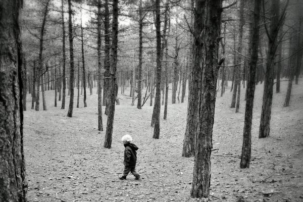 landscape, forest, black, monochrome, nature, snow