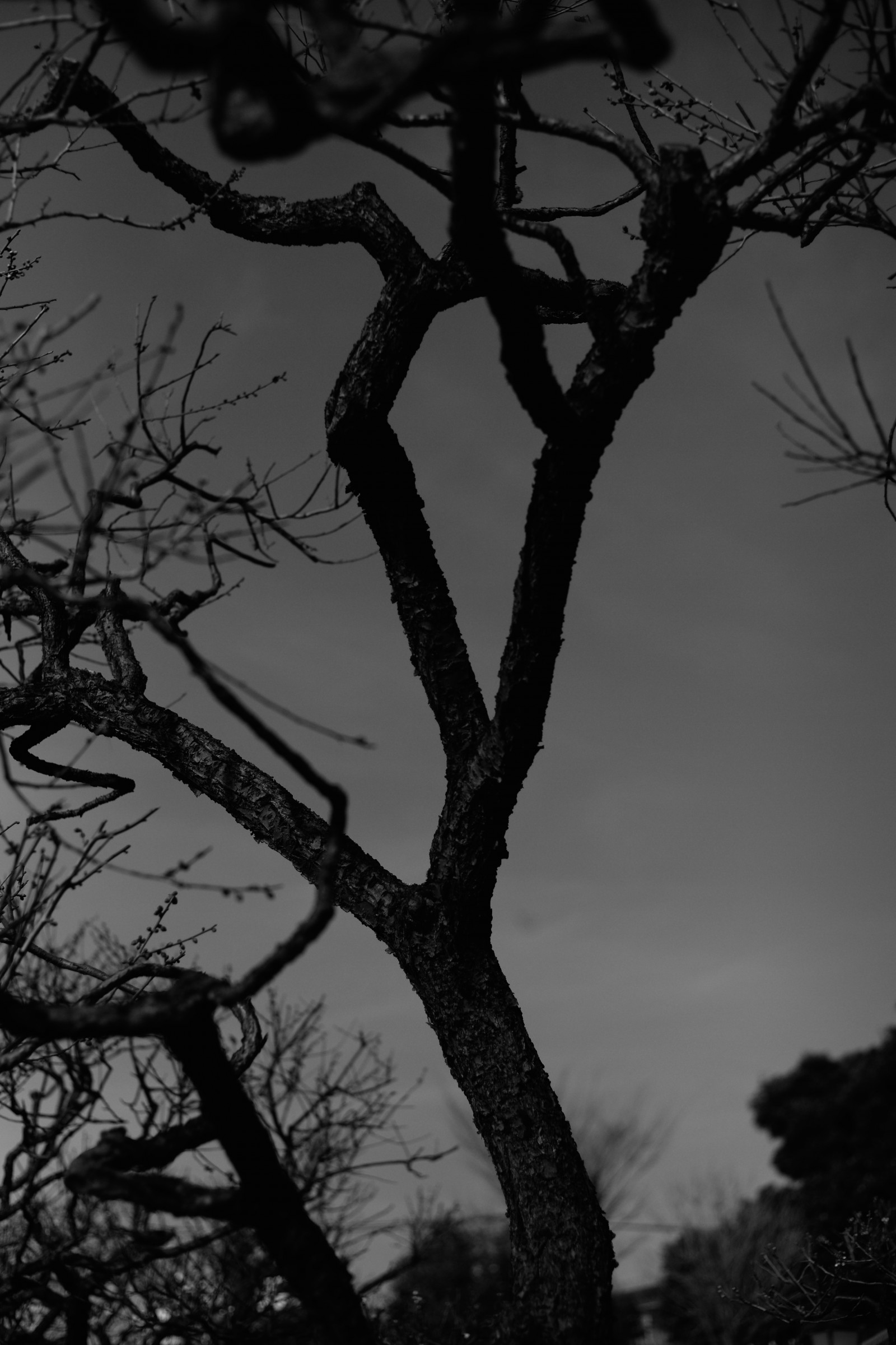 Japonsko, slunečnímu záření, les, Černá, černobílý, Příroda, zima, silueta, větev, Leica, Tokio, M, strom, list, květ, rostlina, tělesné, UME, Zeiss, carlzeiss, tma, ikegamibaien, Ikegami, japaneseapricot, leicam, typ240, planární, planar250zm, větvička, atmosférický jev, Černý a bílý, monochromatické fotografování, dřevina, závod stonek