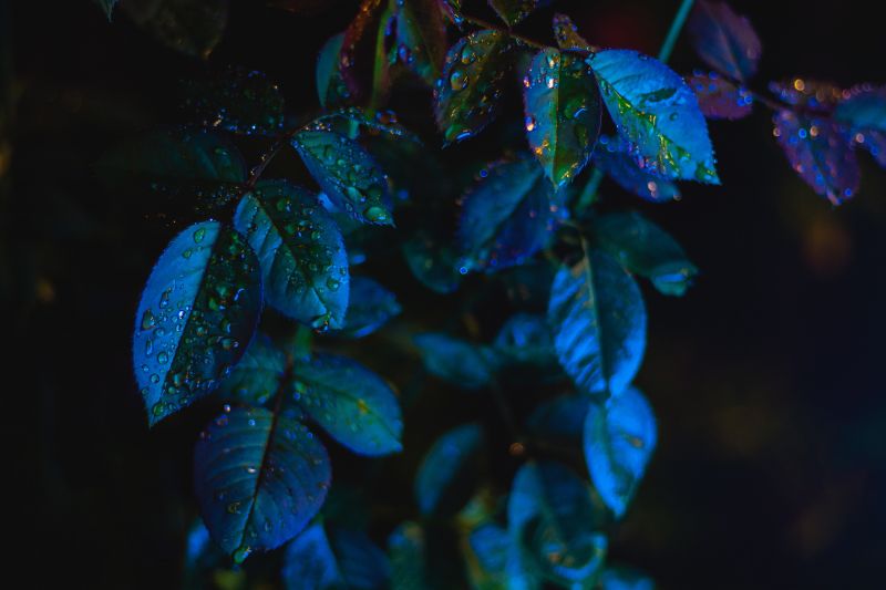 Daun-daun,tetes,merapatkan