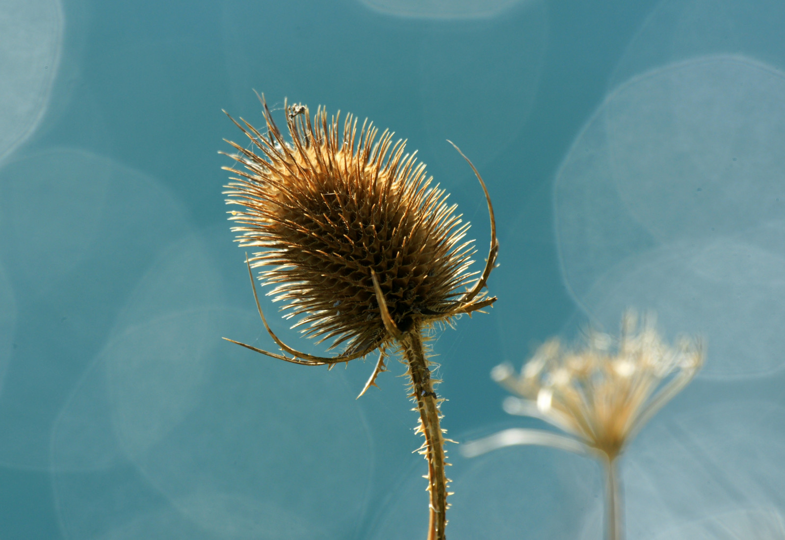 hav, natur, fotografering, silhuet, grøn, Dorset, Sol, pollen, bokeh, oktober, UK, hoved, baggrundsbelysning, klippetop, biologi, 2012, Fokus, lys, efterår, blad, blomst, plante, flora, dOF, kronblad, fauna, botanik, jord plante, blomstrende plante, tæt på, makrofotografering, stængelplante, hvirvelløse, daisy familie, stevemaskell, Durlston, teasel, seedheads