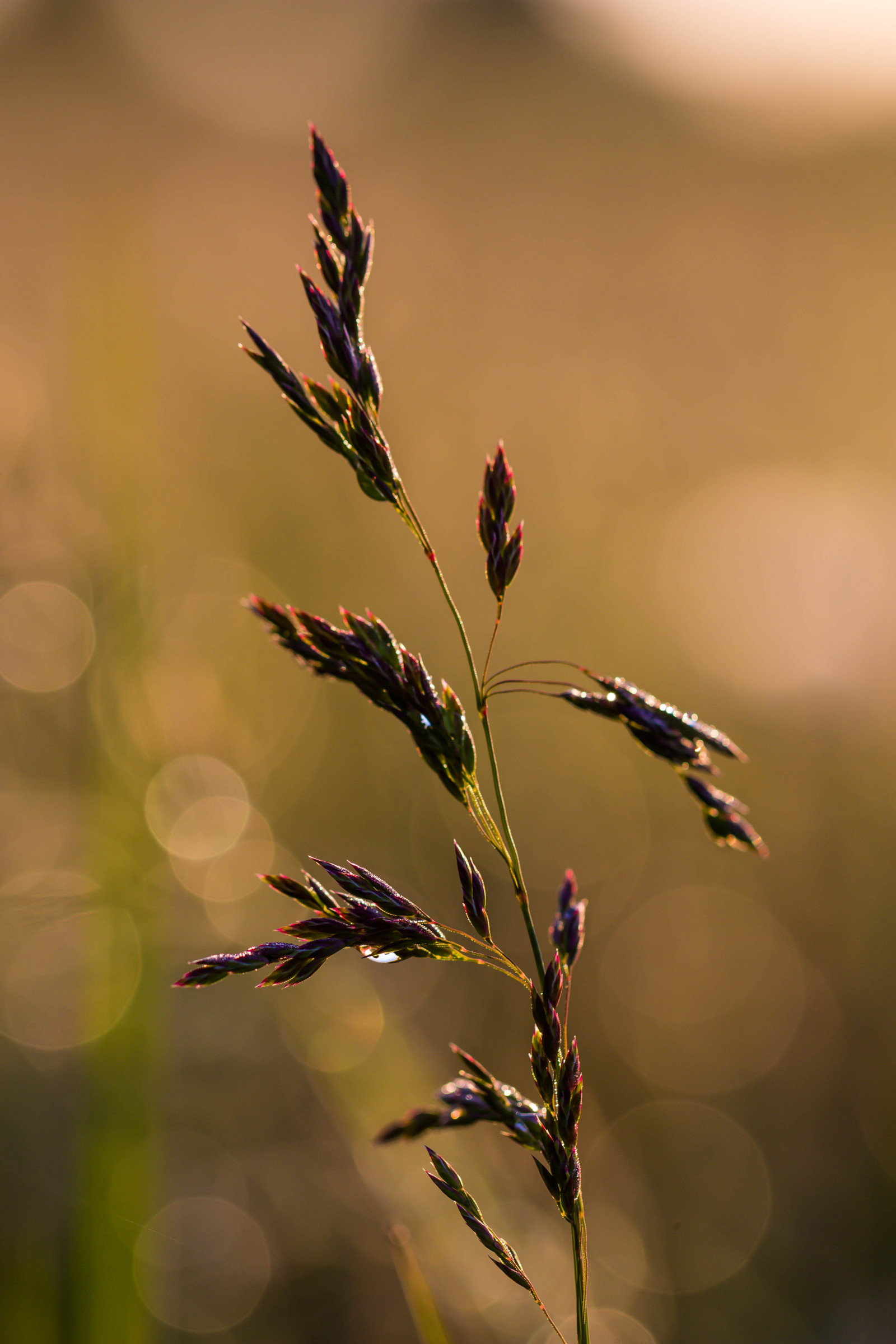 Příroda, tráva, fotografování, větev, svítání, zelená, květ, světlo, podzim, list, květ, svítání, rostlina, flóra, pupen, ljus, soluppg ng, gr s, gryning, Kamera aby kánon, geolocation, exif aby kánon, EXIF isospeed 100, exif focallength 100mm, EXIF ef100mmf28lmacroisusm čočka, EXIF otvor 35, Model fotoaparátu canoneos100d, exif modelu canoneos100d, divoká rostlina, větvička, botanika, zblízka, makro fotografie, tráva rodina, závod stonek