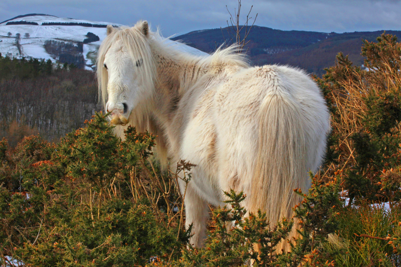 Wallpaper winter, horses, mountain, ponies, mammals, flintshire