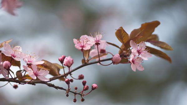 plant,flower,botany,twig,branch,petal