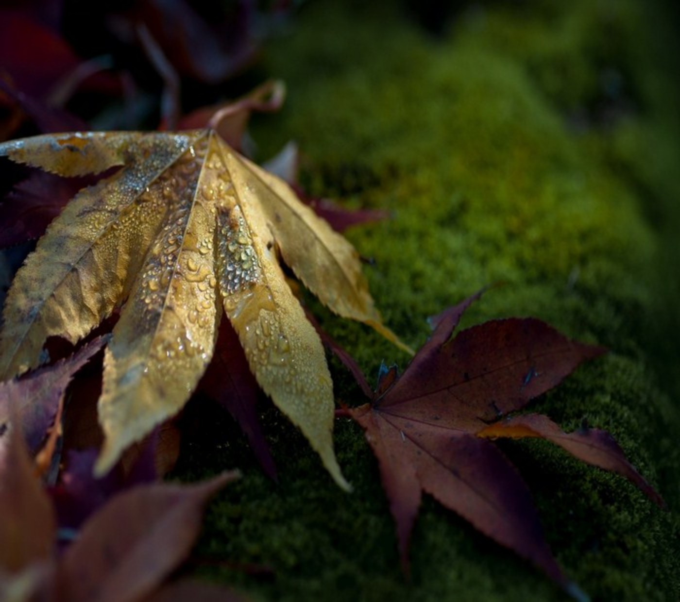 lumina soarelui, natură, ramură, verde, îngheţ, copac, toamnă, frunze, floare, plantă, sezon, floră, petală, faună, botanică, plante teren, plante lemnoase, a închide, macro fotografie, arțar copac, frunză de arțar, 1400x1240 px