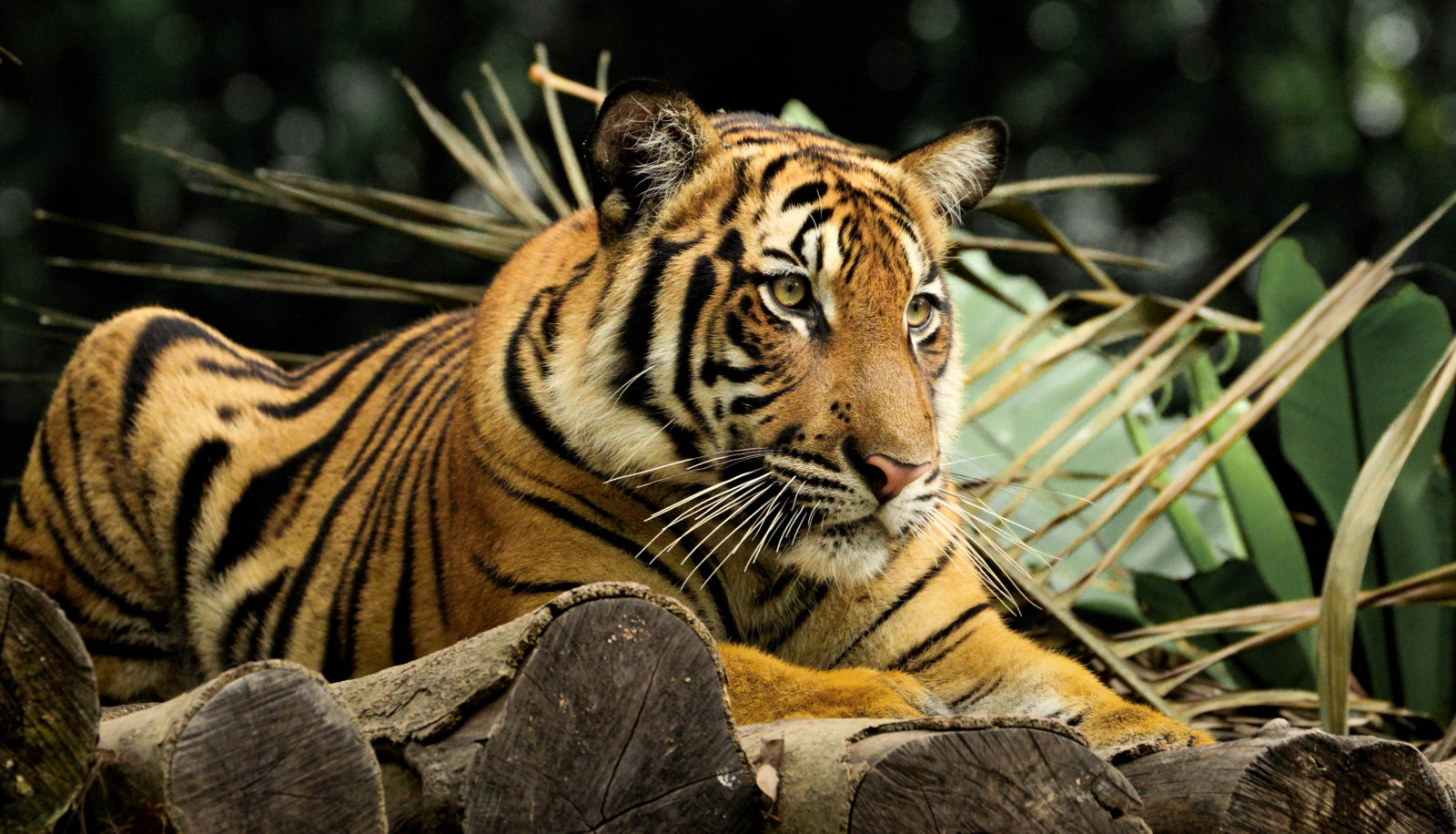 kat, natur, græs, tiger, dyreliv, store katte, Zoo, whiskers, Sumatra, Regal, smuk, stor, dyr, blinkagain, alfa, han-, fauna, pattedyr, photographyforrecreation, panoramafotografico, flickrbigcats, snude, bevarelse, carnivoran, organisme, Gemme, siberian, bigcat, Grøn fred, naturesharmony, terrestrial animal