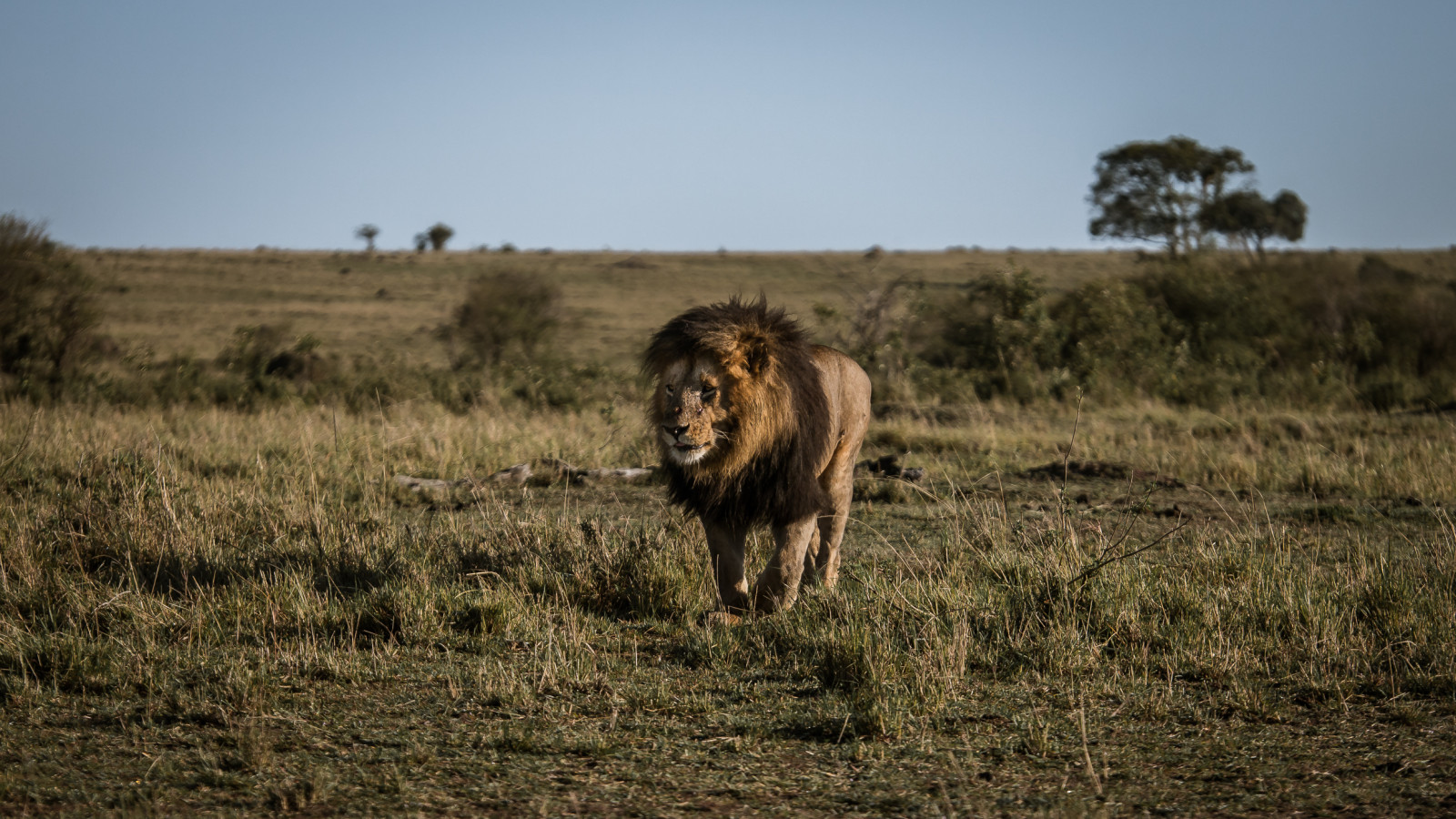 krajina, tráva, nebe, pole, lev, Volně žijících živočichů, národní park, velké kočky, král, divočina, step, Panasonic, Keňa, lučina, pastvina, Safari, lumix, prostý, fauna, mara, prérie, ekosystém, savana, hříva, křoviny, Kenia, ekoregion, masai lev, maasaimara, Talek, terrestrial animal, plant community
