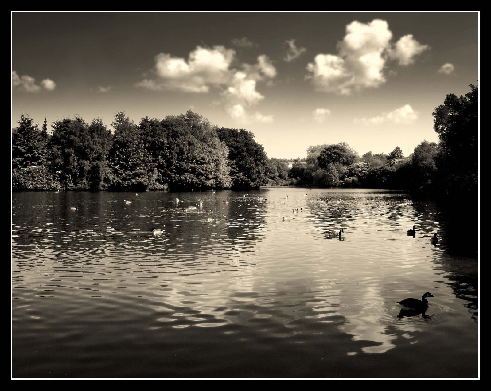 Wallpaper anawesomeshot, boatinglake, stamfordpark, tameside, geese, sky, clouds, trees