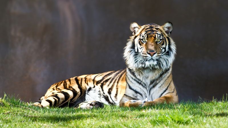 zvěř, tygr, Volně žijících živočichů, velké kočky, zoologická zahrada, kníry zvěř, tygr, Volně žijících živočichů, velké kočky, zoologická zahrada, kníry
