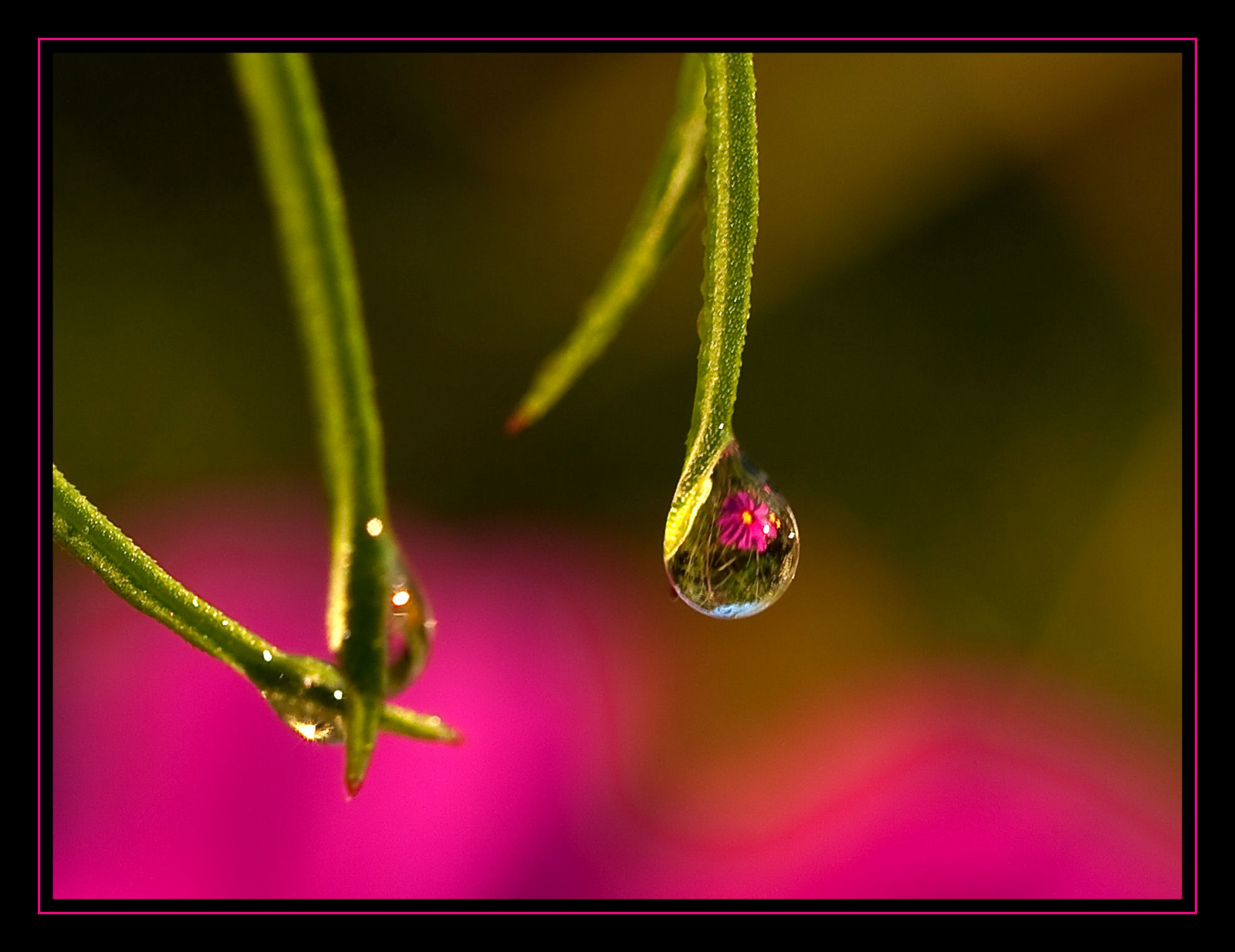fotografování, makro, hmyz, zelená, růže, rosa, Olympus, list, květ, vert, pokles, flóra, okvětní lístek, květ, fauna, goutte, E520, zblízka, makro fotografie, závod stonek, vlhkost, chrisghis, christianchauvel, 50f2