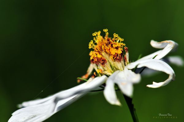 macro,flower,parents,petals,bokeh,web