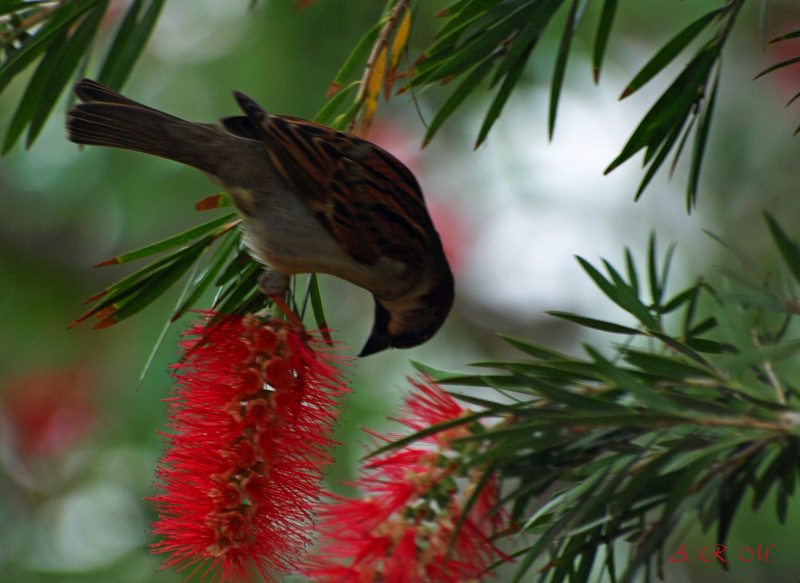 uccelli, natura, ramo, natura, abete rosso, tropicale, Hawaii, becco, passero, conifera, Olimpo, crepuscolo, Sempreverde, albero, pianta, uccello, mygearandme, flora, pino, fauna, famiglia del pino, bottlebrush, olympusdigitalcamera, Fiore di bottiglia