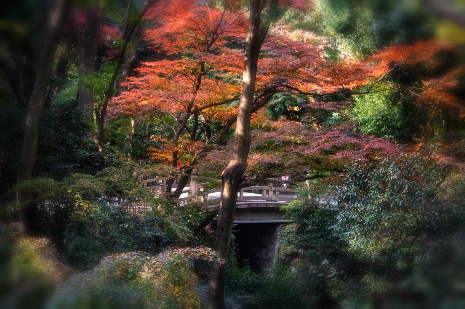 Japonsko, slunečnímu záření, krajina, les, listy, zahrada, Příroda, odraz, zima, zelená, ráno, japonský, divočina, proud, svatyně, Tokio, strom, podzim, list, barvy, květ, rostlina, sezóna, flóra, zálesí, místo výskytu, přírodní prostředí, botanika, dřevina, Meiji