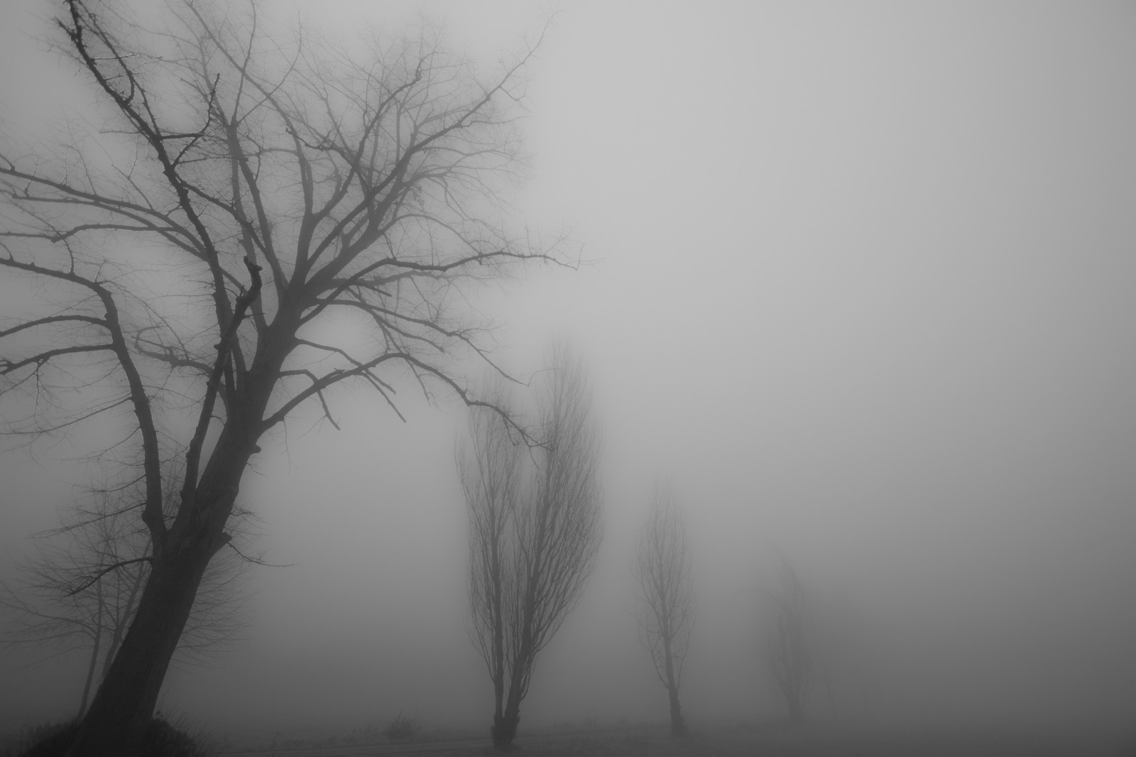 stromy, bílý, Černá, mlhavý, mlha, alberi, krajiny, atmosféra, Antonio, Nebbia, inverno, Paesaggi, bianco, Atmosfera, lombardia, nero, Pianura, Pavia, Monteleone, Pavese, PADANA, Rozpustit, mat56, Romei