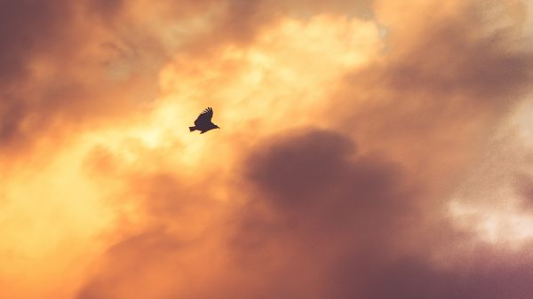 sunlight,sunset,sky,clouds,birds,sunrise