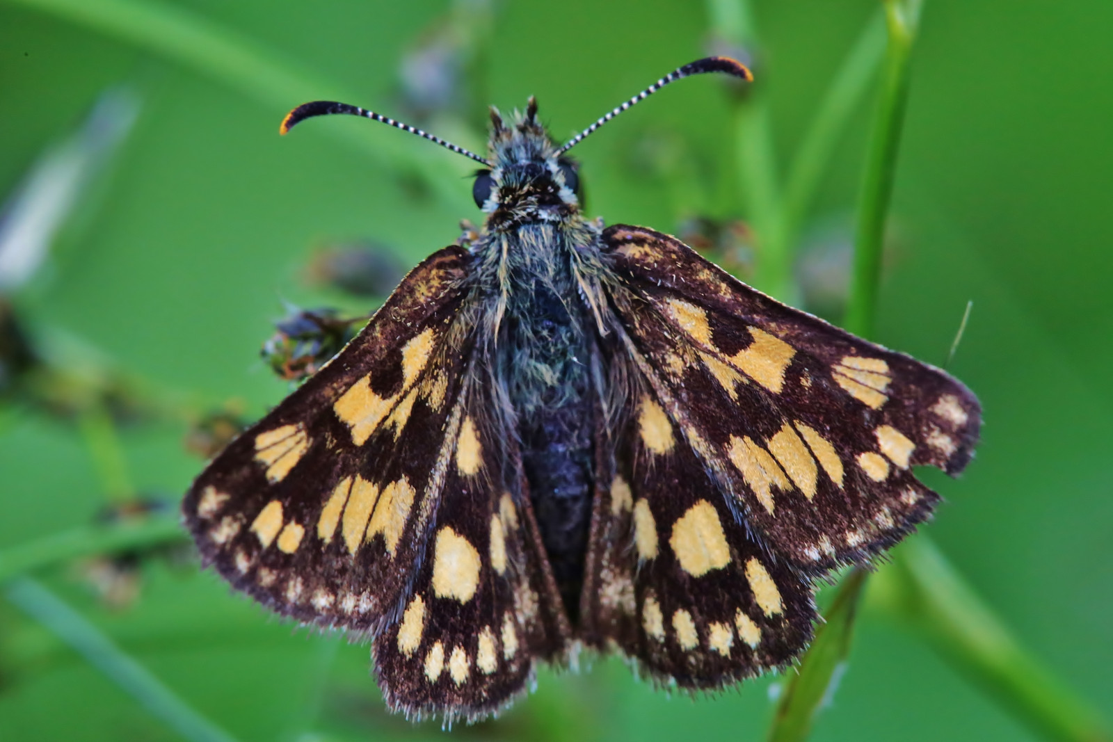 makro, motýl, hmyz, Volně žijících živočichů, mol, papillon, schmetterling, canoneos5dmarkiii, makro fotografie, bezobratlý, členovců, organismus, nektar, opylovači, můry a motýli, lycaenid, Pieridae, net okřídlený hmyz, štětec footed motýl, Spaf180mmf35dildifmacro11