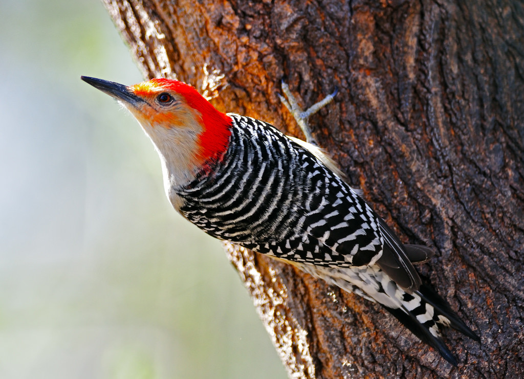 Fond d'écran rouge, mâle, oiseau, des oiseaux, animaux, New Jersey, arrièrecour, Pivert