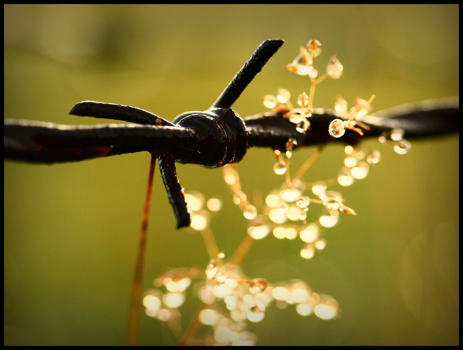 slunečnímu záření, Příroda, tráva, fotografování, větev, zelená, Anglie, květ, Spojené království, rosa, list, květ, rostlina, flóra, fauna, aplusphoto, canon400d, větvička, andrewlee1967, focusman5, andrewlee, zblízka, makro fotografie, závod stonek, ostnatý drát, efs60mmf28usm