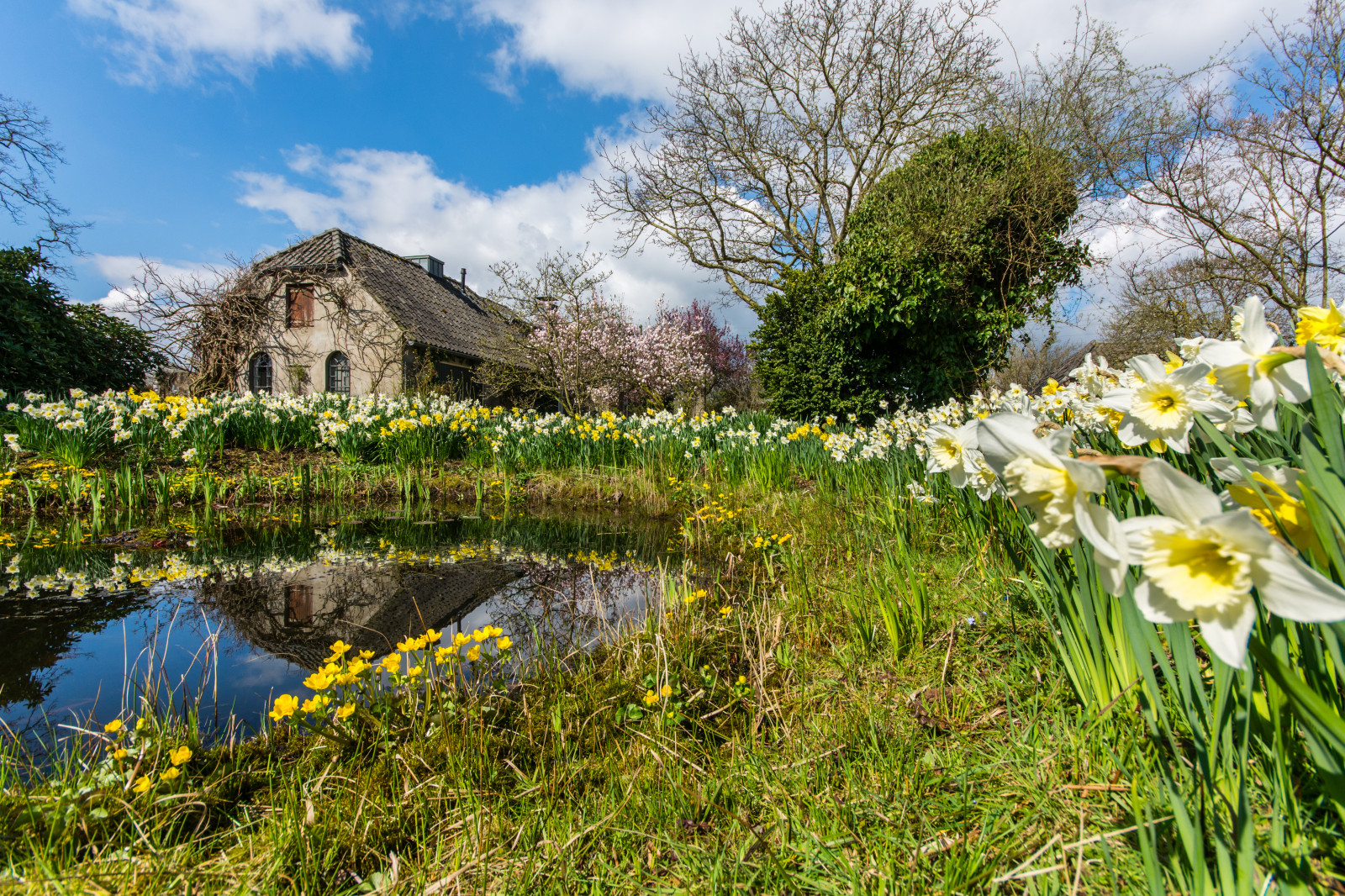 Hintergrundbilder Blumen, Natur, Deutschland, Garten, Landschaft