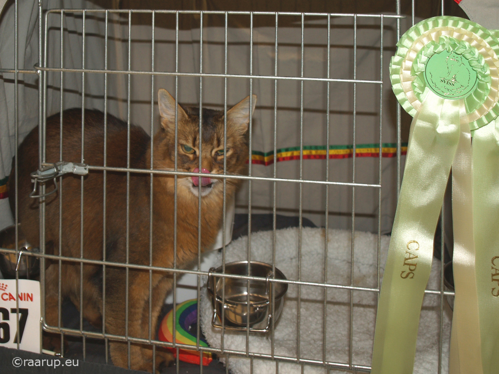 gatto, gatti, Trelleborg, mammifero, gatto come mammifero, di piccole e medie dimensioni gatti, caps, somalo, Sviss, rifugio per animali, stracci, dusharatattersandrags, somalicat, som, catshow