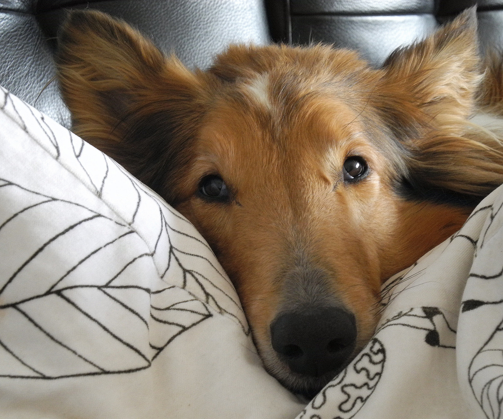 tvář, zvěř, portrét, Příroda, Přestávka, Pes, Domácí mazlíčci, Pauza, psík, savec, obratlovců, pes jako savec, kolie, psí plemeno skupina, psí, psí plemeno, goldy