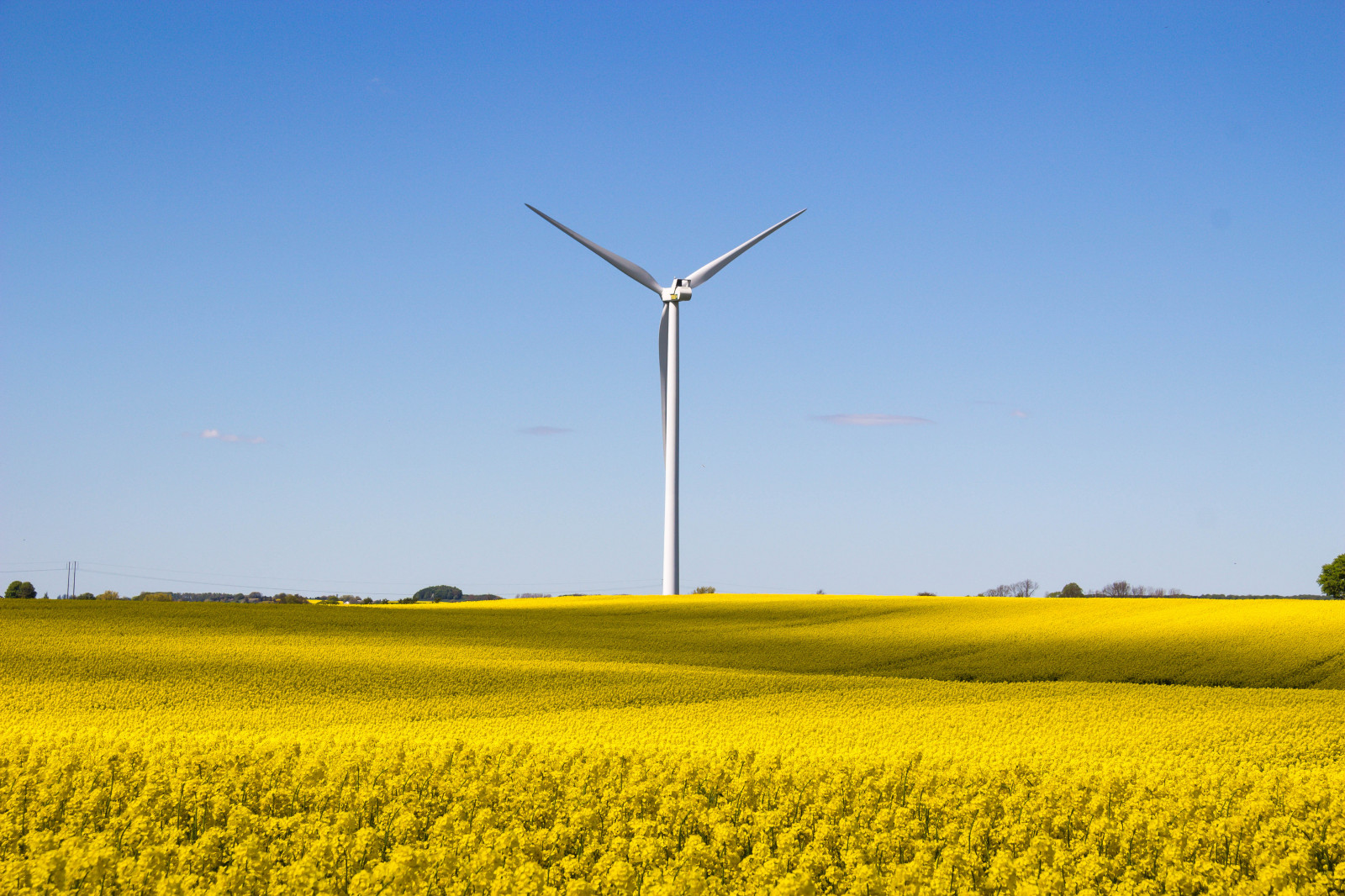 krajina, nebe, pole, vítr, stroj, řepkového, větrná farma, mrak, lučina, rostlina, nebe, sk ne, venkov, moln, nárazy, f lt, landskap, řepka, rapefield, zemědělství, prostý, energie, prérie, vyrobit, suchozemská rostlina, kvetoucí rostlina, tráva rodina, brassica, hořčice závod