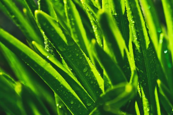 2560x1707 px,grass,macro,nature,plants