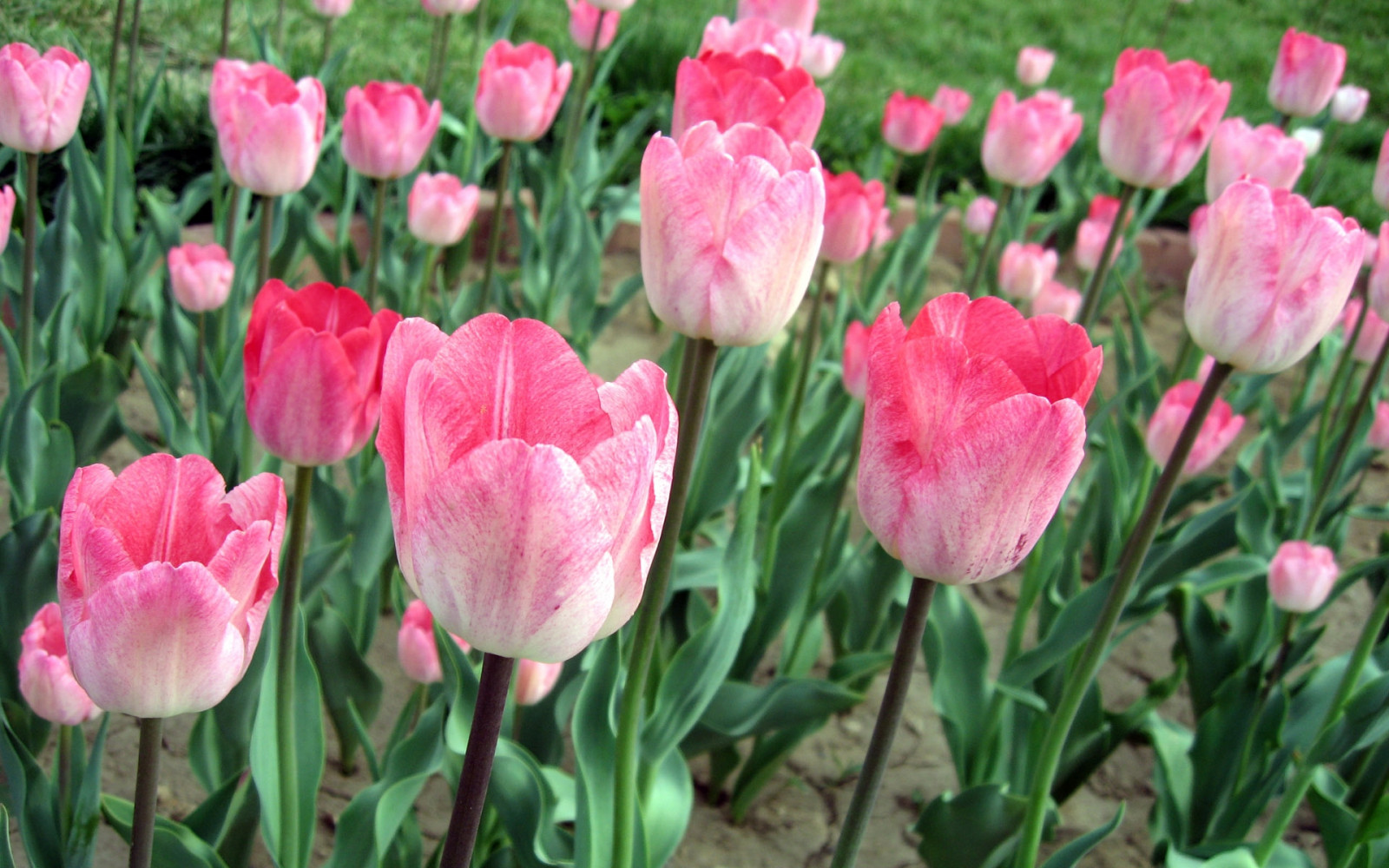 วอลเปเปอร์ : ดอกทิวลิป, ดอกไม้, สีชมพู, เตียง, สีเขียว 1920x1200 ...