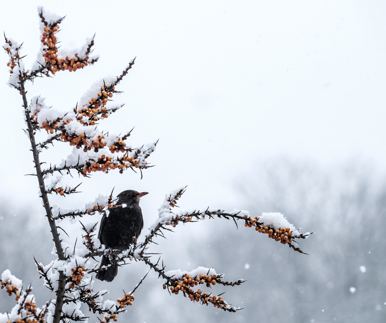 Příroda, nebe, sníh, zima, větev, ovoce, mráz, Volně žijících živočichů, oranžový, jeřabin, zobák, zmrazení, Fujifilm, barva, strom, počasí, venkovní, pták, kos, XT1, fauna, větvička, borovice rodina, weer, fujinonxf90mmf2rlmwr, řešetlák, Commonbuckthorn