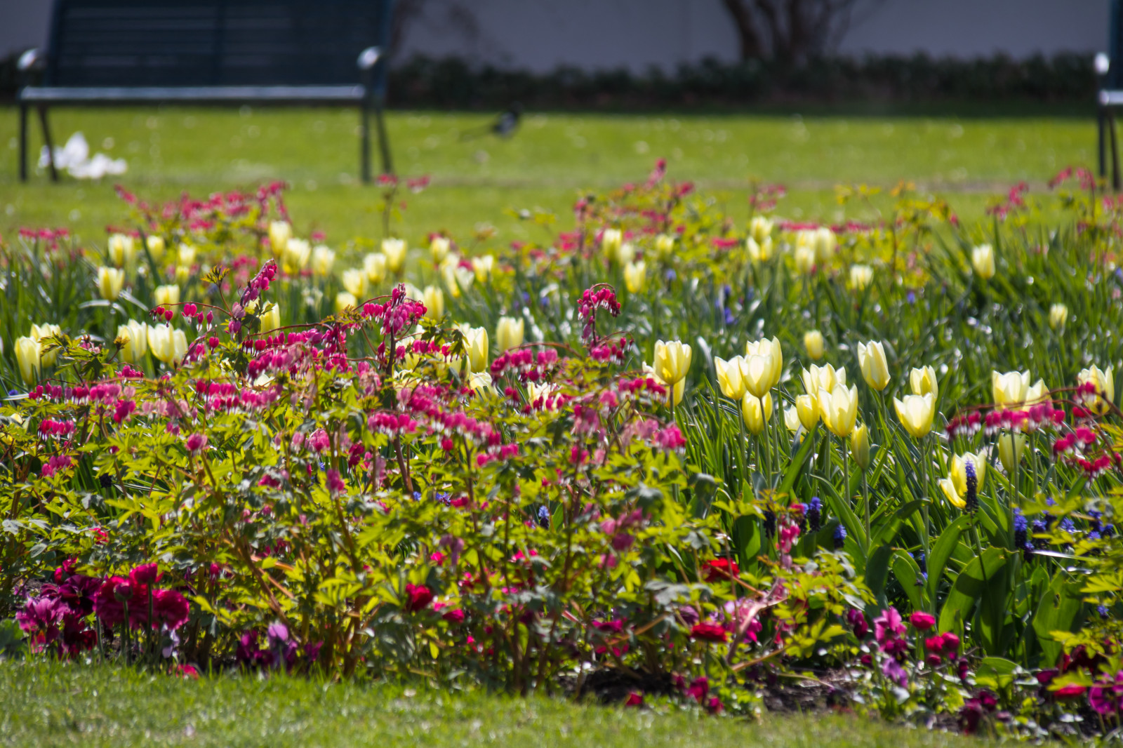 giardino, erba, parco, campo, fiorire, foglia, fiore, pianta, tulipano, flora, blomma, Malmo, Slottsparken, Tulpan, cuore sanguinante, l jtnanshj rta, prato, Fiore di campo, prato, botanica, impianto di terra, pianta fiorita, pianta annuale
