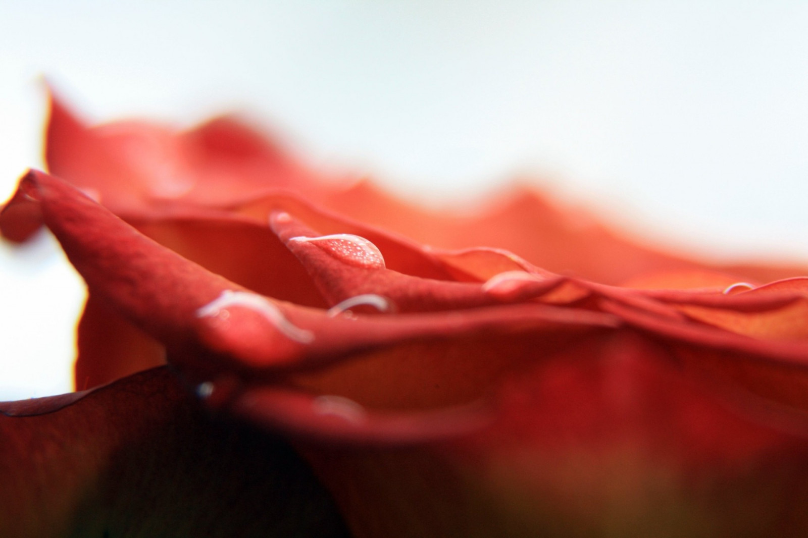 květiny, Příroda, milovat, Červené, fotografování, makro, Valentýn, růžový, emoce, barva, list, květ, rostlina, krása, ruka, okvětní lístek, smysl, ret, 1920x1280 px, Lidské tělo, orgán, zblízka, makro fotografie