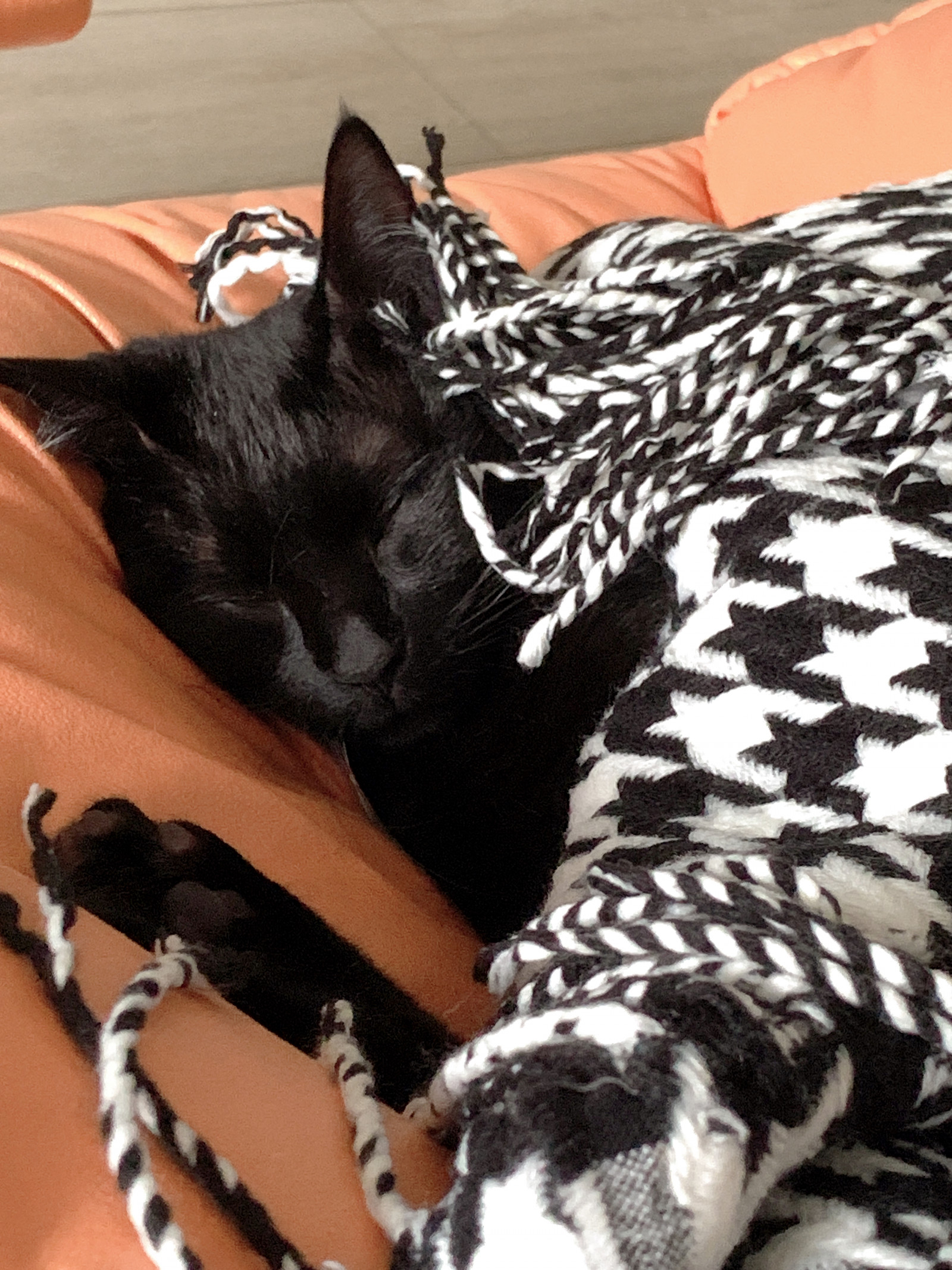 Wallpaper black cats, sleeping 2880x3840 X24K纯帅X 2243762 HD