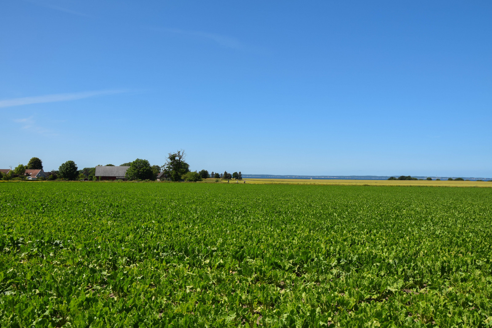 jídlo, voda, jízdní kolo, tráva, nebe, pole, mraky, hospodařit, horizont, ostrov, letní, Švédsko, plošina, step, řepkového, květ, Pohled, lučina, rostlina, oceán, resund, sk ne, venkov, Landskrona, pastvina, bl nebe, ven, Hven, backafall, vingestig, řepka, zemědělství, louka, prostý, trávník, prérie, oříznutí, půda, venkov, místo výskytu, přírodní prostředí, suchozemská rostlina, kvetoucí rostlina, ekosystém, tráva rodina, brassica, hořčice závod, neloupané pole