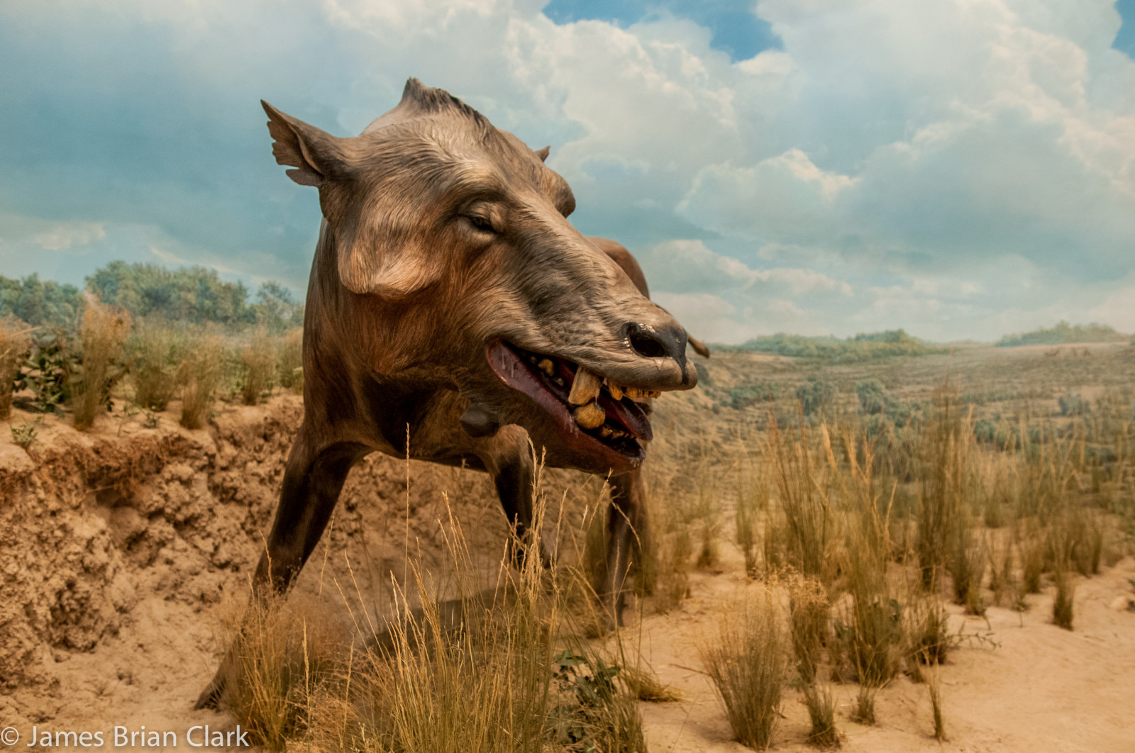 แนวนอน, สัตว์, เก่า, เมือง, โบราณ, หิน, ธรรมชาติ, หญ้า, ท้องฟ้า, สัตว์ป่า, ประวัติศาสตร์, เวลา, กระดูก, หัวกะโหลก, อุทยานแห่งชาติ, ความตาย, หิน, วิทยาศาสตร์, โครงกระดูก, พิพิธภัณฑ์, โคโลราโด, ตาย, แร่, โบราณคดี, ยักษ์, สำรวจ, ยุคก่อนประวัติศาสตร์, การค้นพบ, วิวัฒนาการ, ฟอสซิล, อดีต, โดดเดี่ยว, เดนเวอร์, ต้นไม้, ใหญ่, สัตว์, อเมริกา, ธรรมชาติ, อายุ, ยุคน้ำแข็ง, สัตว์เดรัจฉาน, ยุค, สัตว์ป่า, จริง, ธรณีวิทยา, สัตว์มีกระดูกสันหลัง, ระบบนิเวศ, จมูก, สะวันนา, การวิจัย, กระดูก, อีโครีเจียน, จูราสสิก, ที่ครอบงำ, โบราณคดี, ระยะเวลา, สิ่งประดิษฐ์, สูญพันธุ์, โครงกระดูก, ซากดึกดำบรรพ์, การสูญพันธุ์, ดึกดำบรรพ์, กระดูกสันหลัง, ตัวอย่าง, โบราณวัตถุ, สัตววิทยา, ฟอสซิล, ฟอสซิล, triassic, การผ่าตัดสัตว์, เมโซโซอิก, ยักษ์ใหญ่, evolutiondarwin